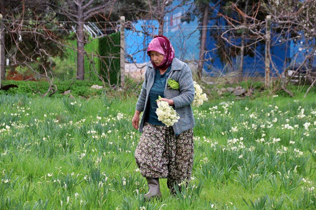 Bir demeti tarlada 100-120 TL, tezgahta 150-200 TL! O kentte hasat başladı 4